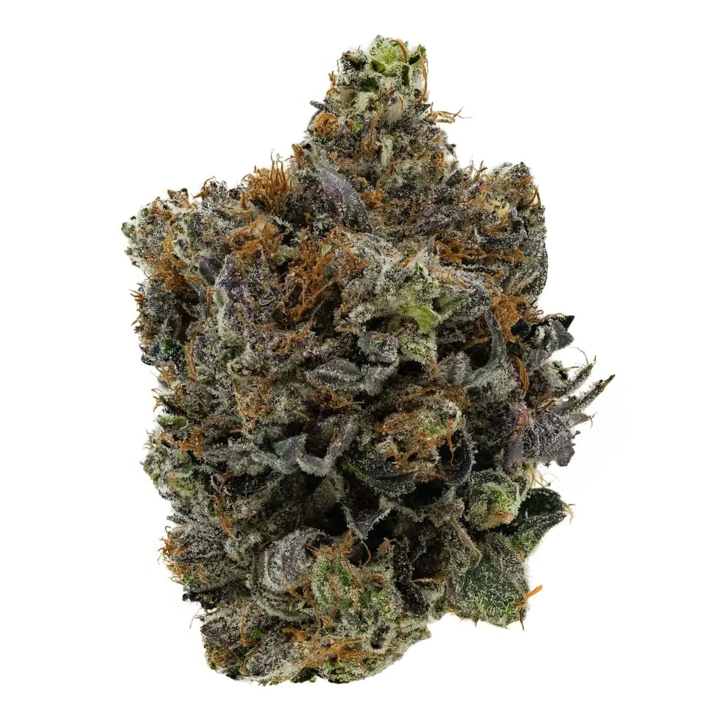 KING LOUIE XIII